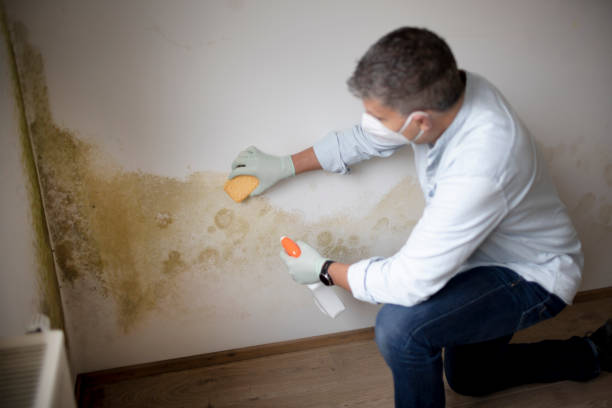  Scenic, AZ Mold Removal Pros